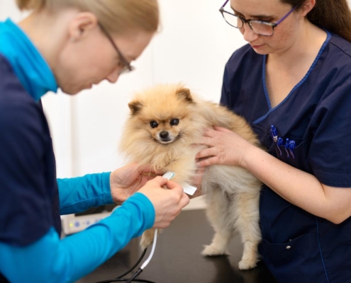 Vaksinering av hund