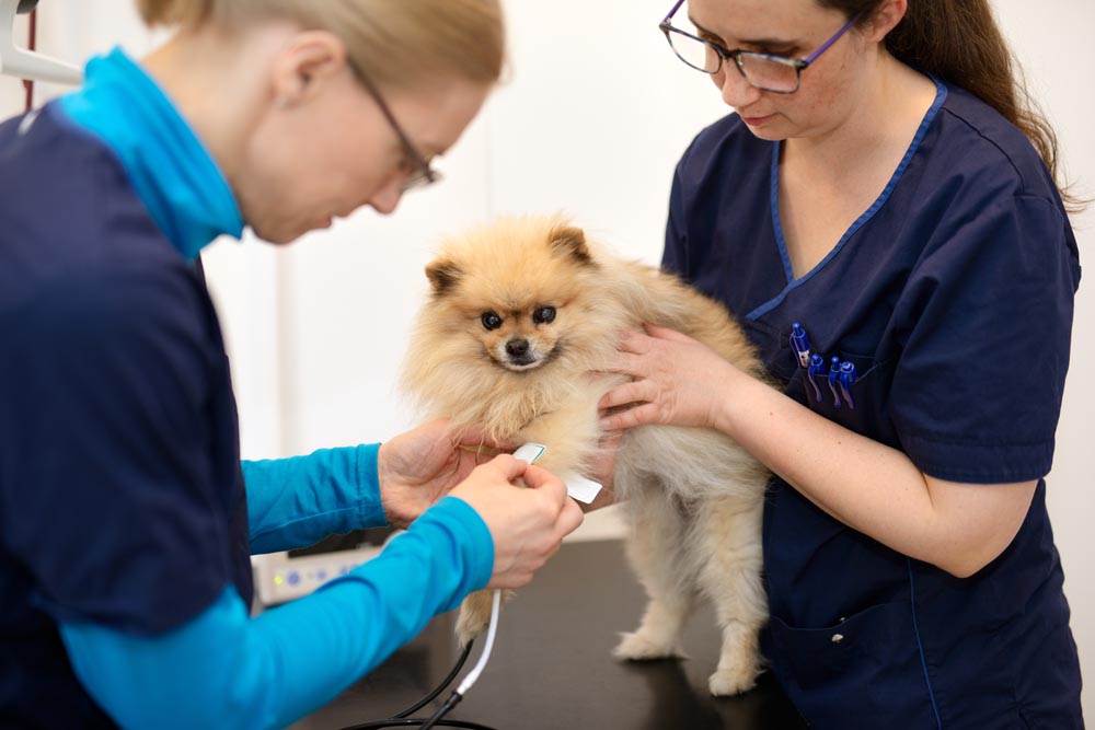Vaksinering av hund