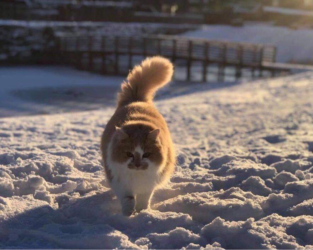 Katt, snø, kulde