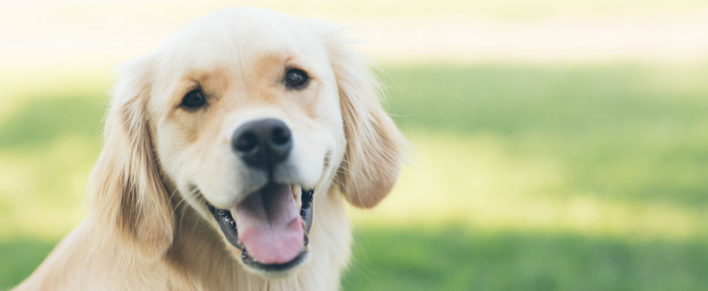 Sunn munn, Glad hund, har ingen tannproblemer eller Periodontitt