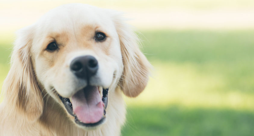 Sunn munn, Glad hund, har ingen tannproblemer eller Periodontitt