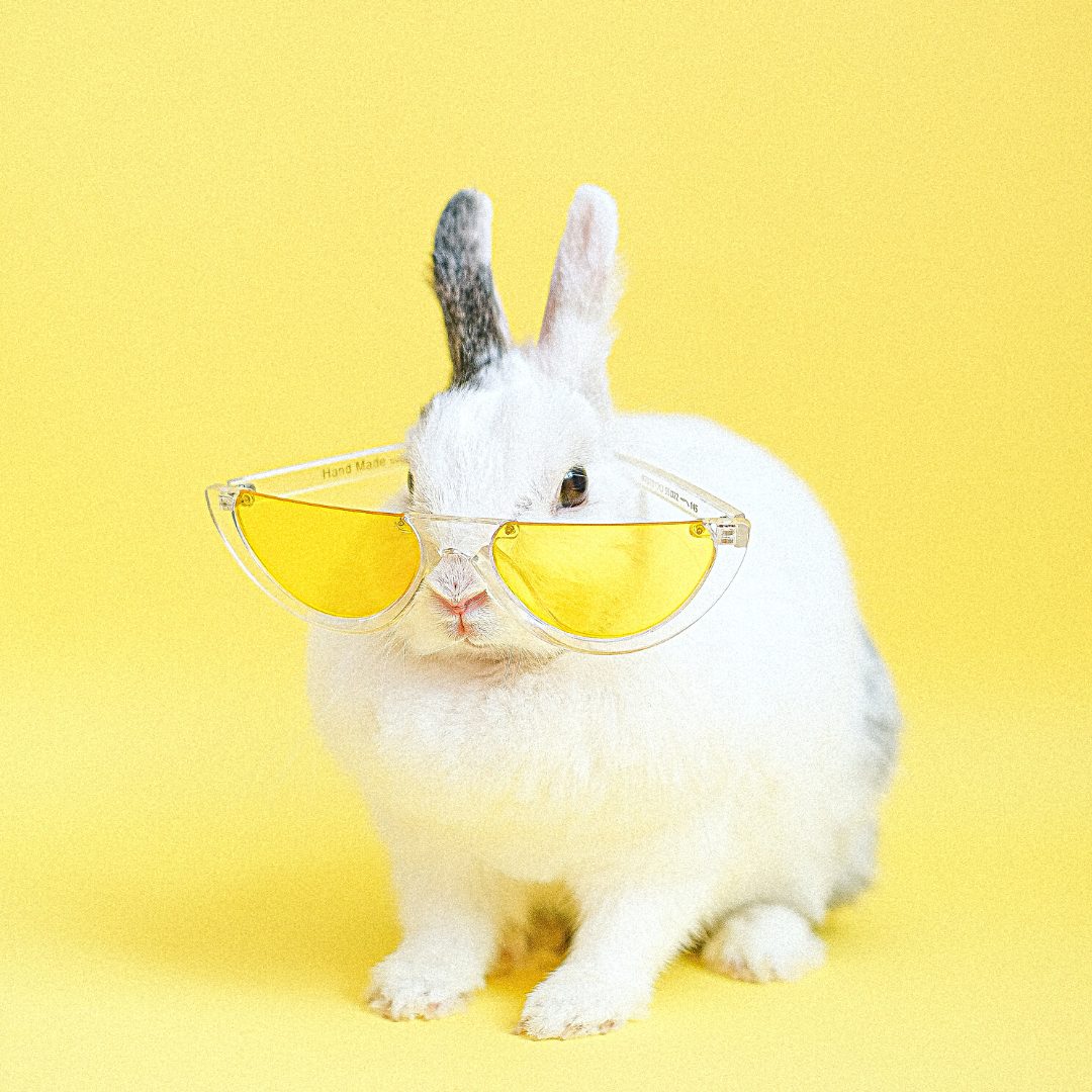 påskeferie - kanin -solbriller
